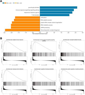 The prognostic marker FLVCR2 associated with tumor progression and immune infiltration for acute myeloid leukemia